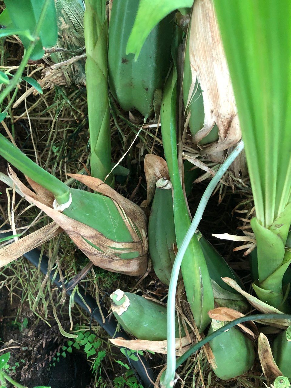 Coelogyne asperata bark