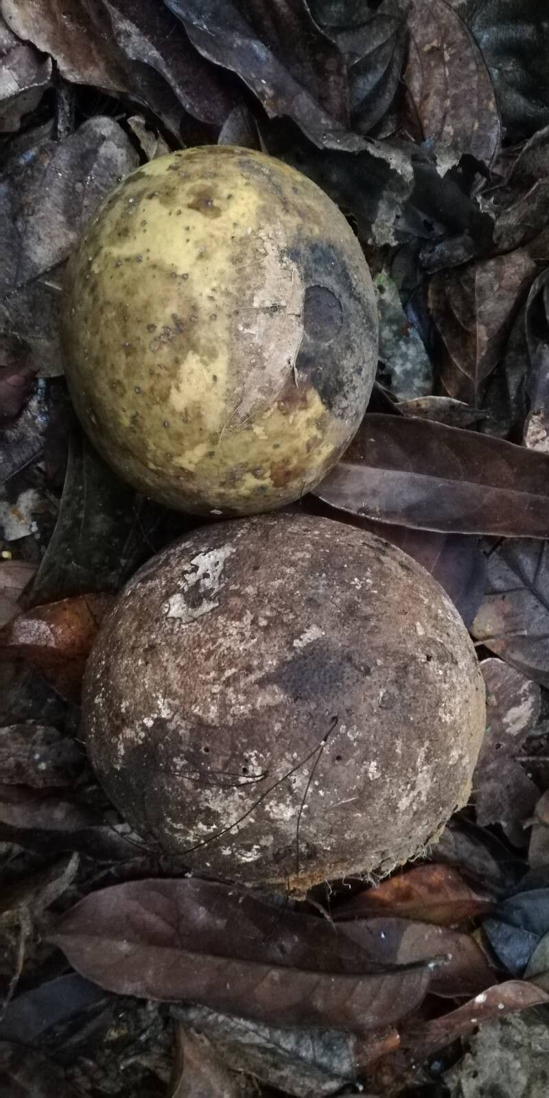 Strychnos phaeotricha fruit