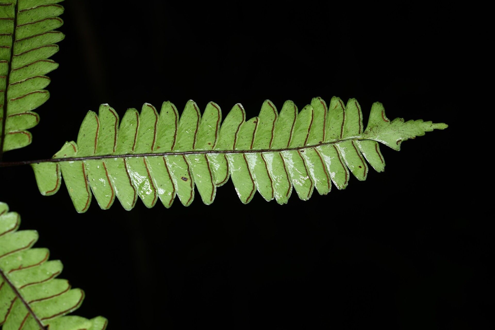 Lindsaea divaricata fruit