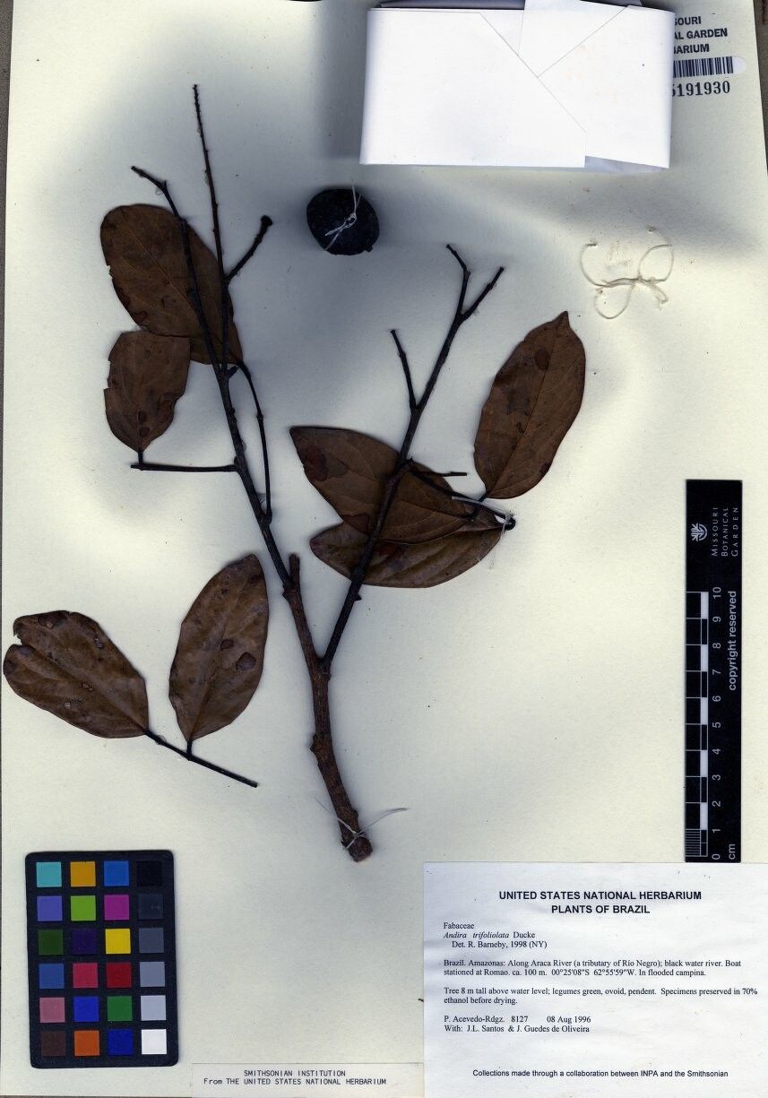 Andira trifoliolata — search result for 'Andira'