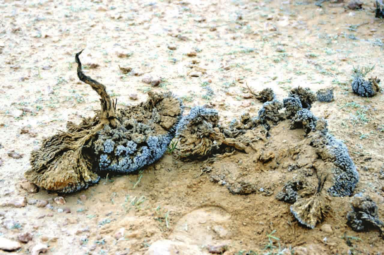 Anabasis aretioides habit