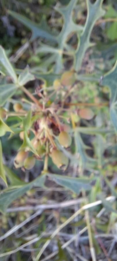 Mahonia trifoliolata fruit