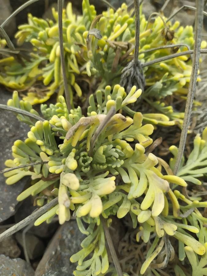 Lavandula pinnata leaf