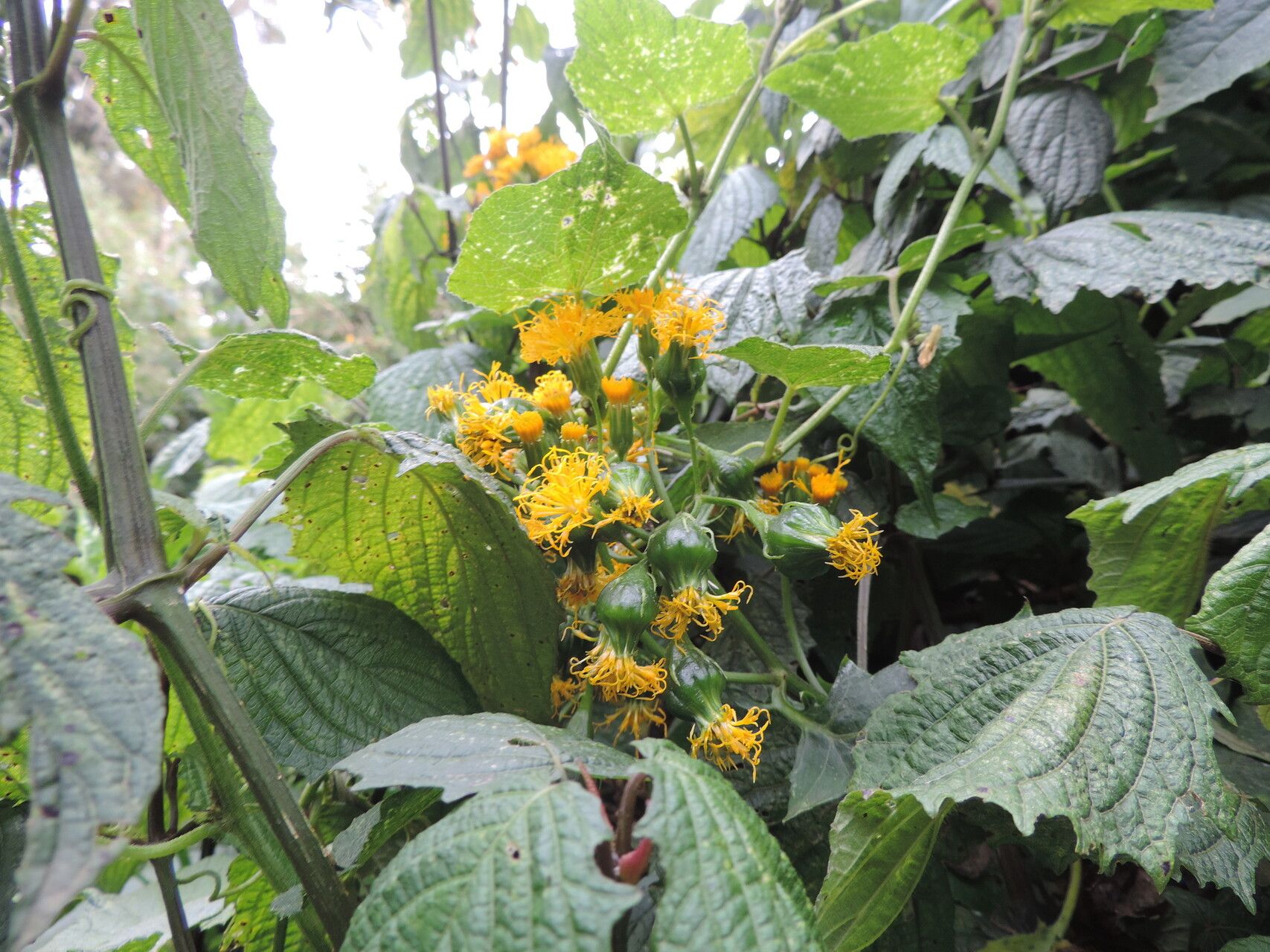 Gynura scandens flower