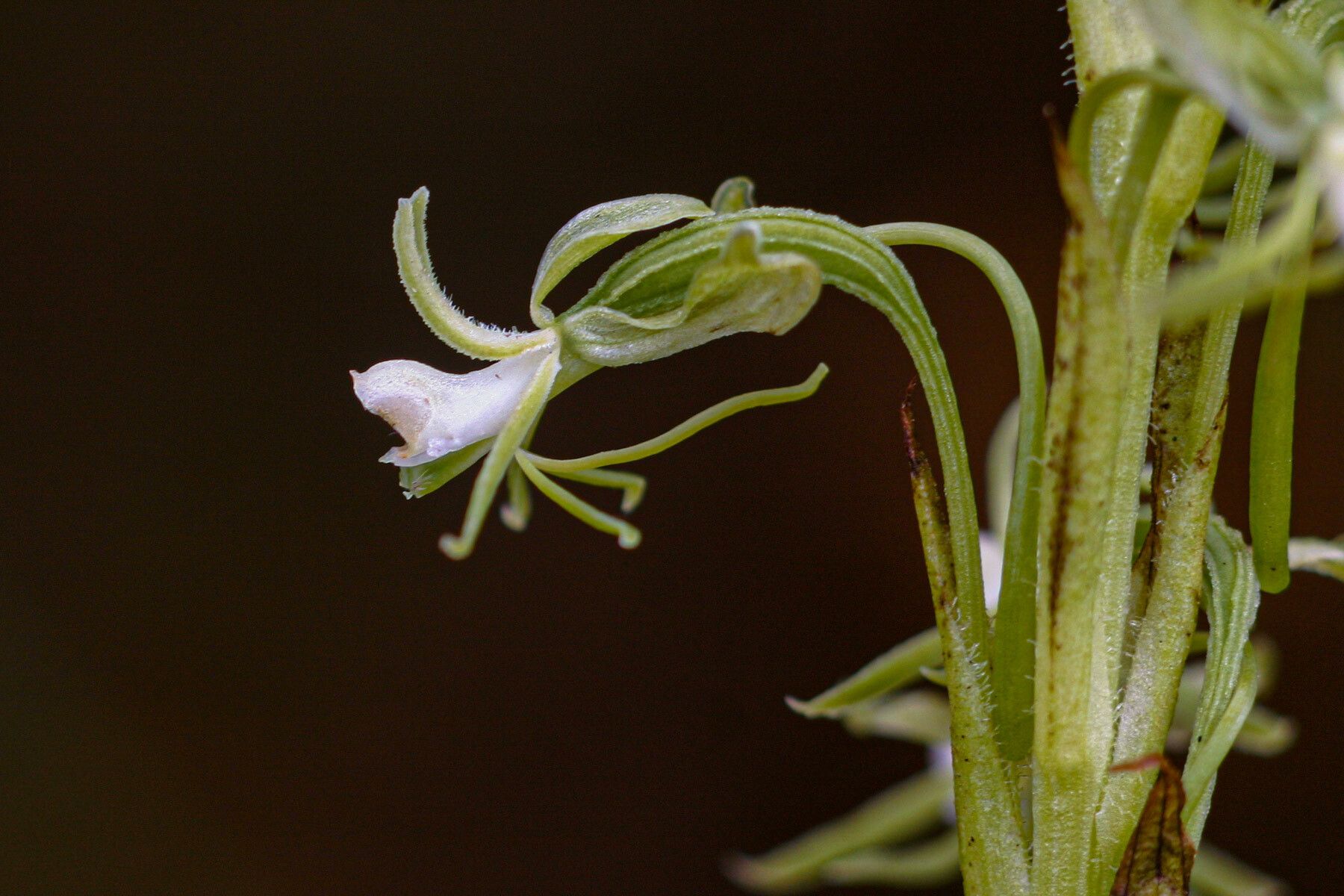 Habenaria macrostele flower