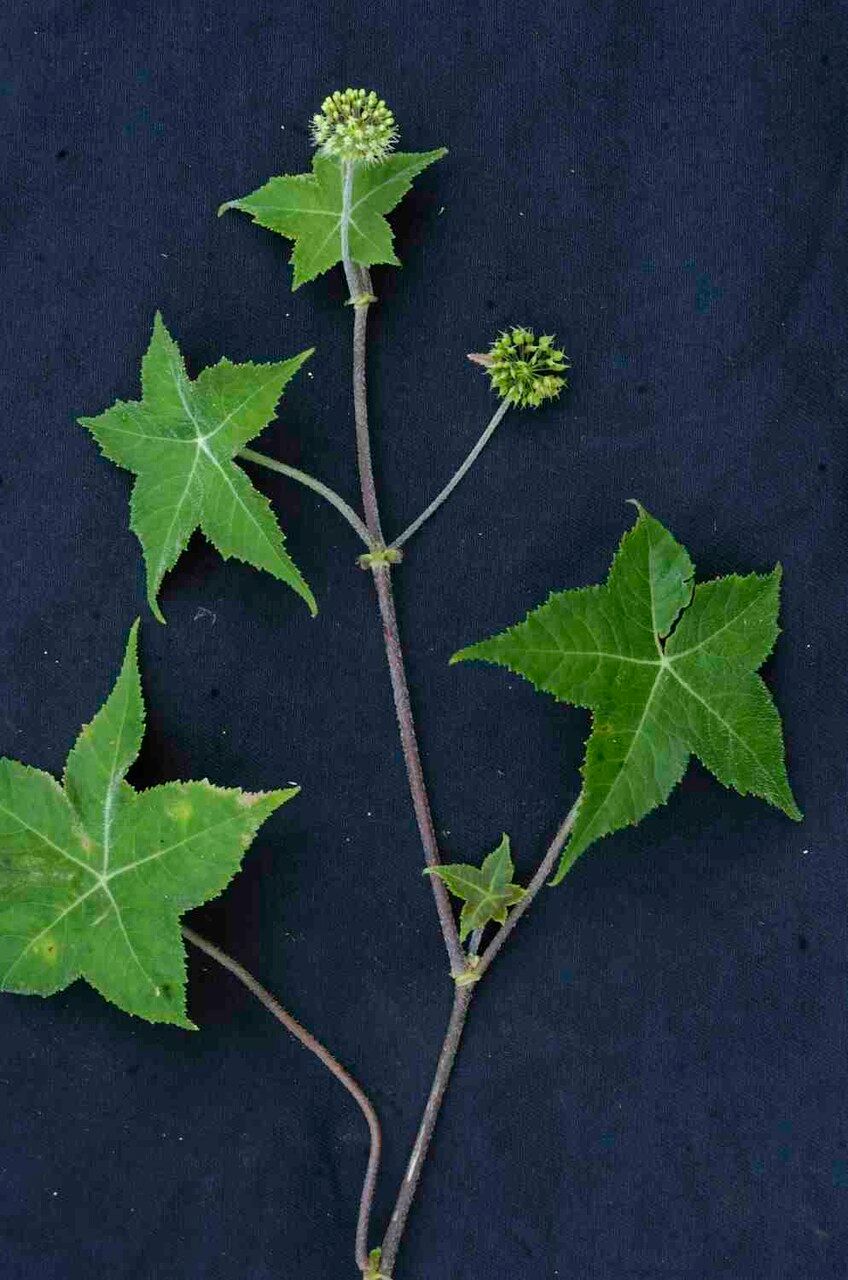 Hydrocotyle quinqueloba leaf