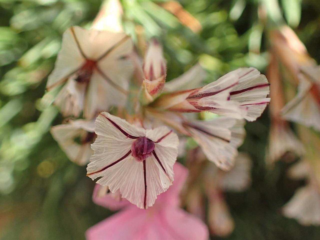 Acantholimon ulicinum habit