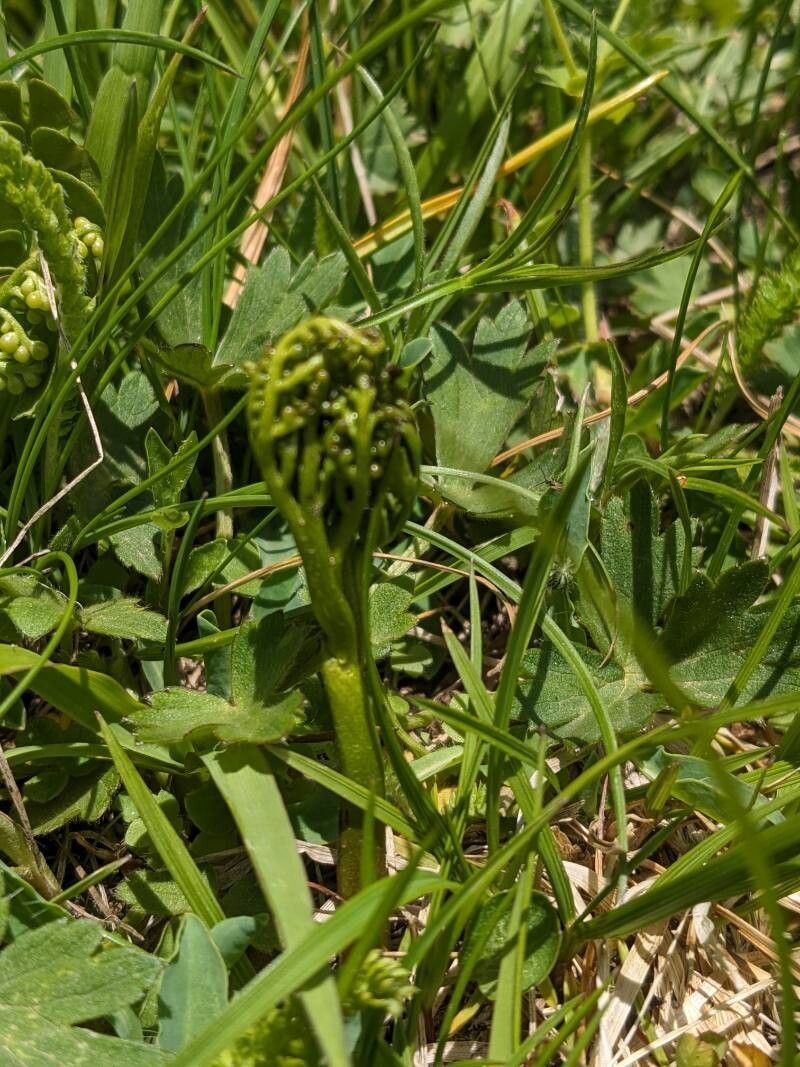 Botrychium lanceolatum flower
