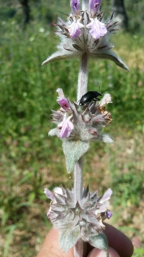 Stachys germanica flower