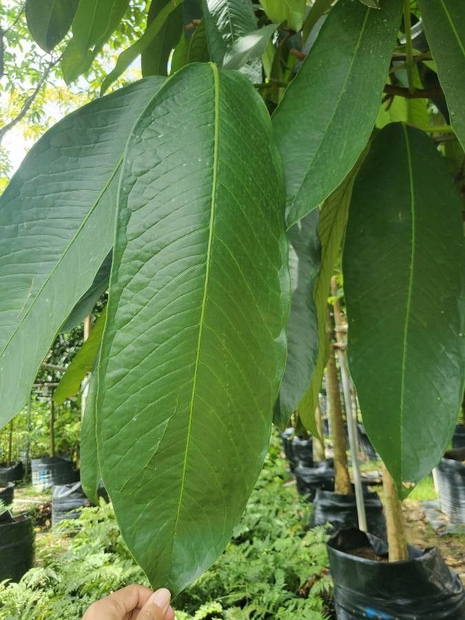 Garcinia nervosa — houseplant care guide
