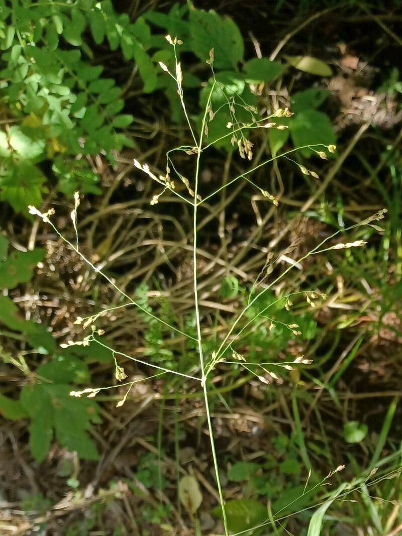 Agrostis scabra fruit