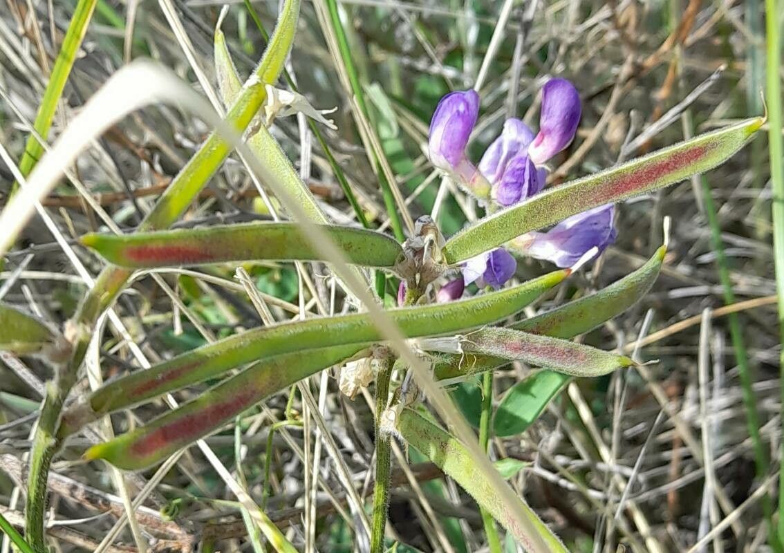 Lathyrus pubescens fruit