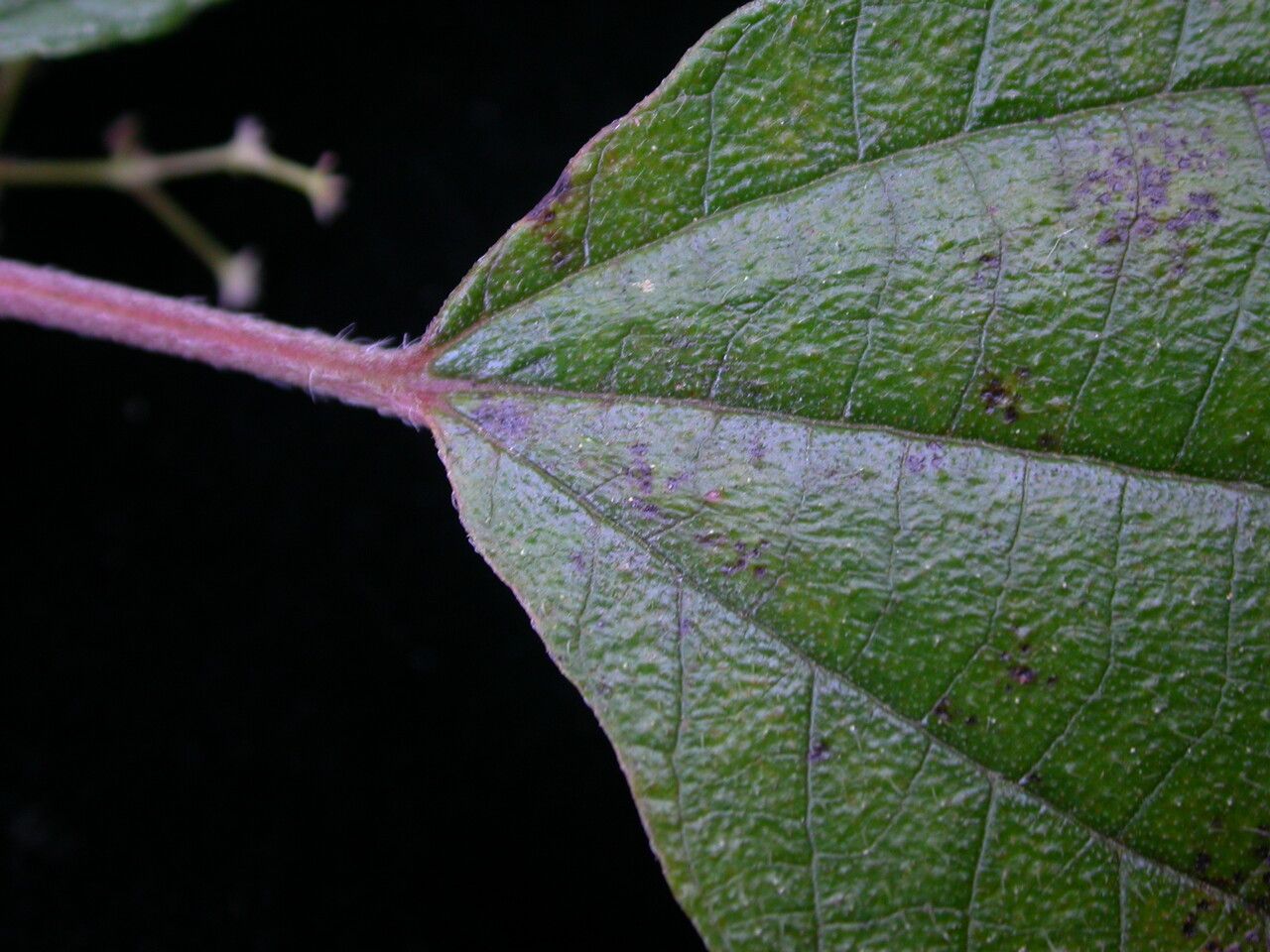 Leucosyke puya — search result for 'Puya'