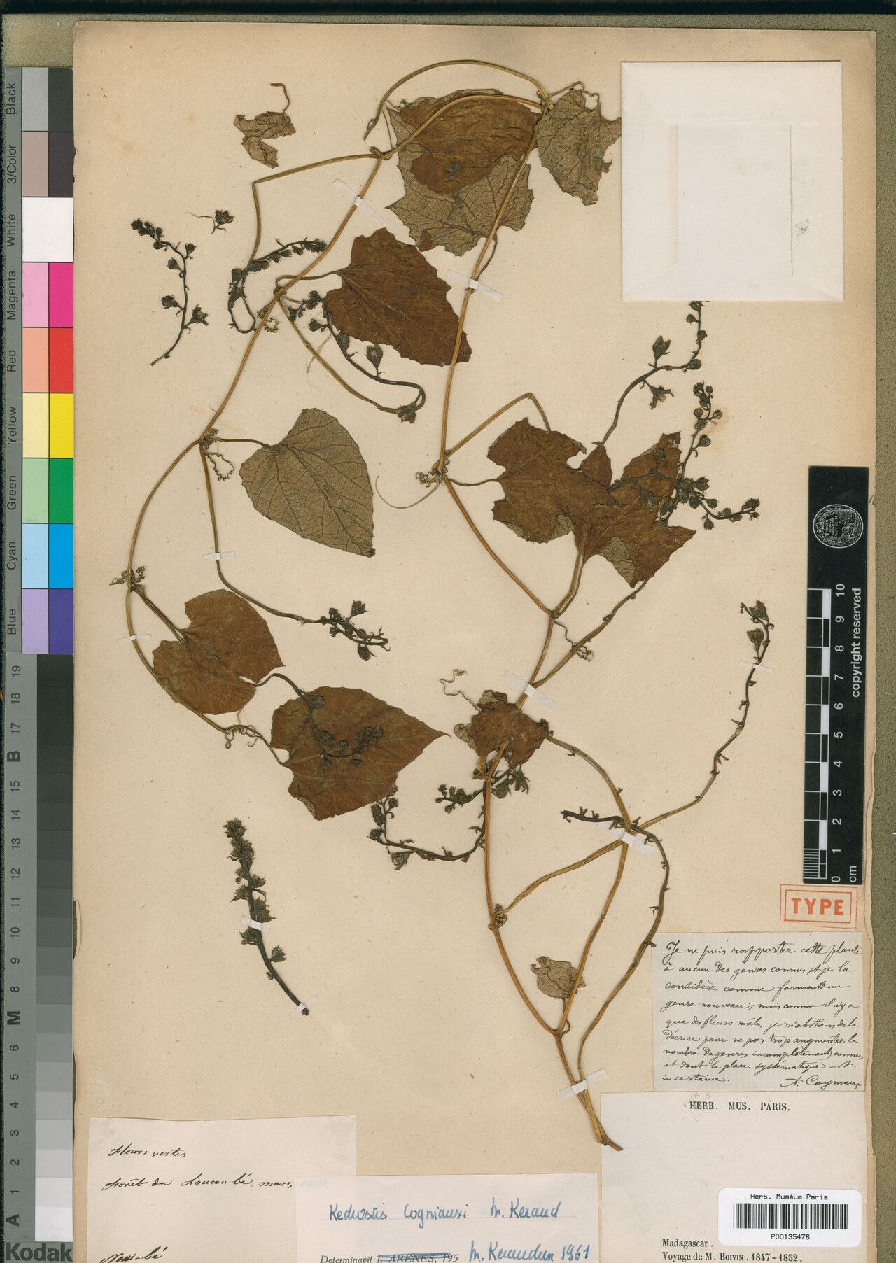 Kedrostis cogniauxii — related species from the same genus