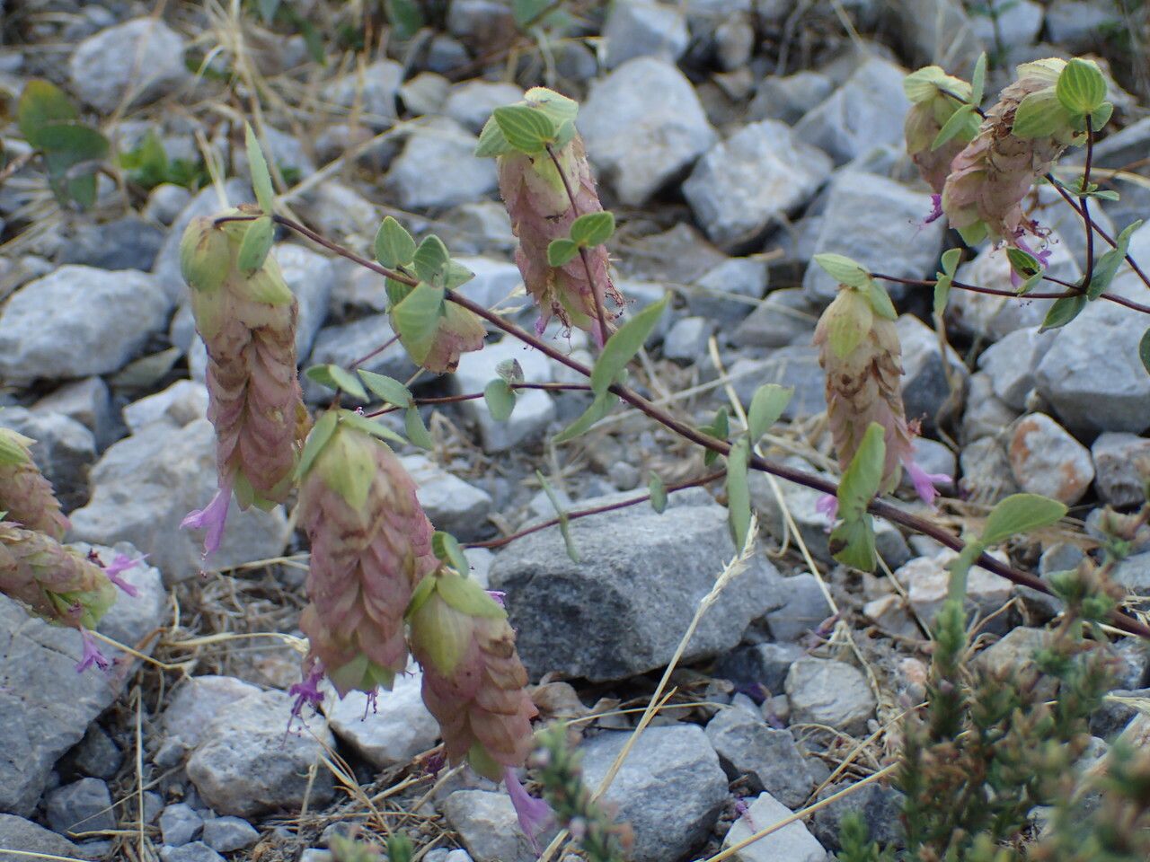 Origanum scabrum other