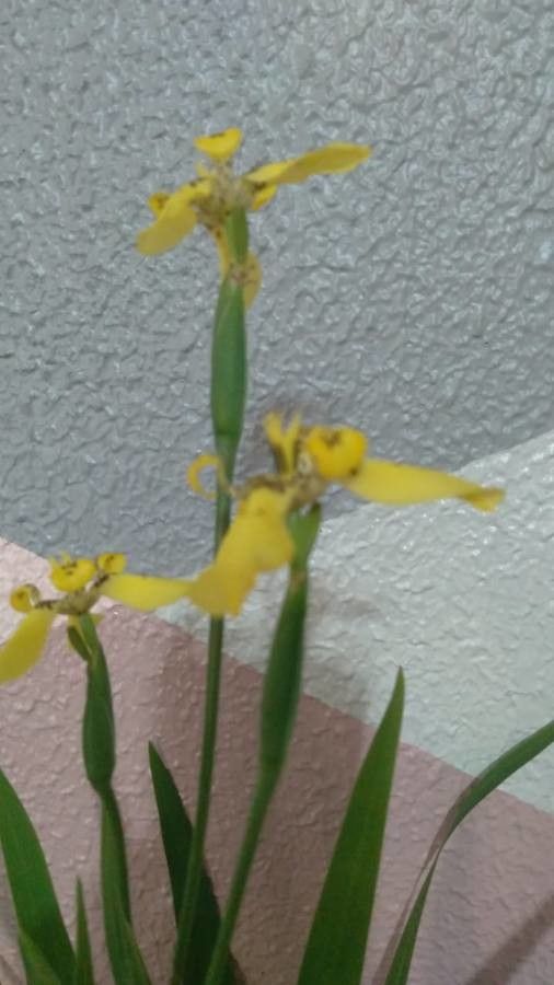 Trimezia fosteriana flower