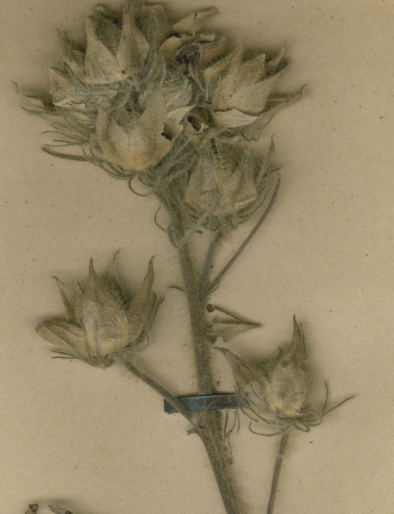 Hibiscus loandensis — houseplant care guide