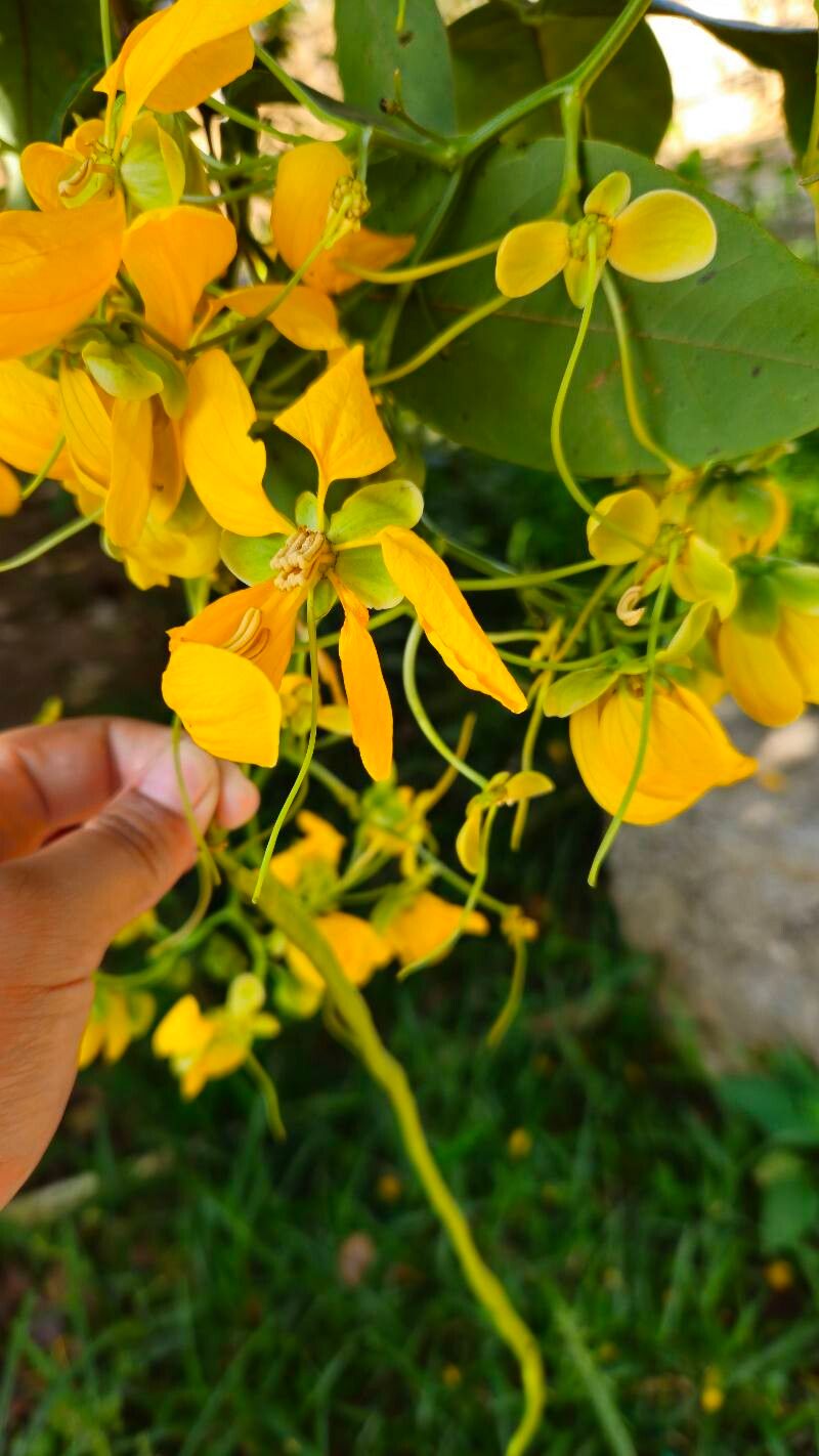 Senna georgica — search result for 'Senna'