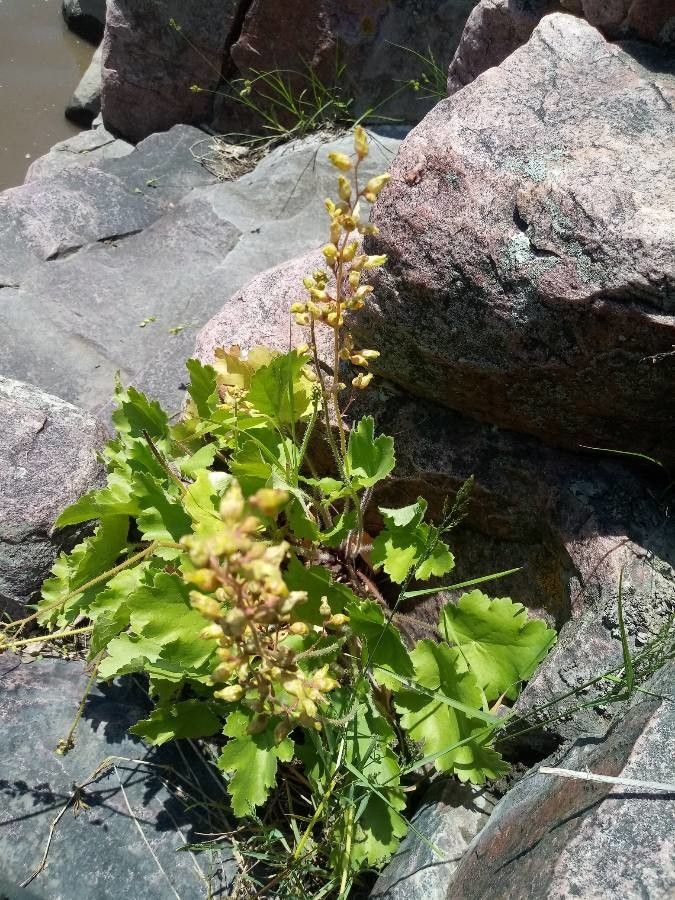 Heuchera maxima bark