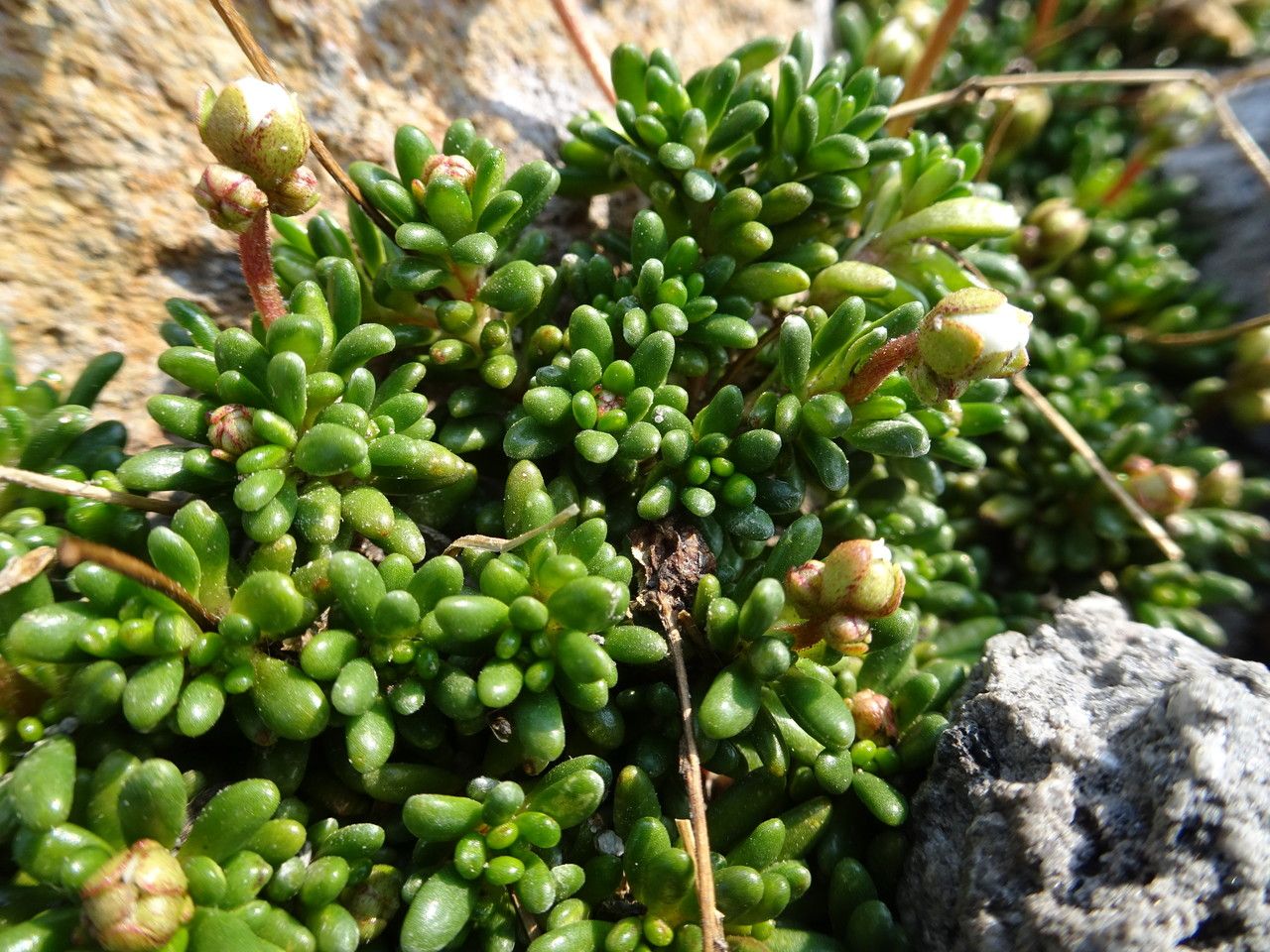 Micranthes tolmiei habit