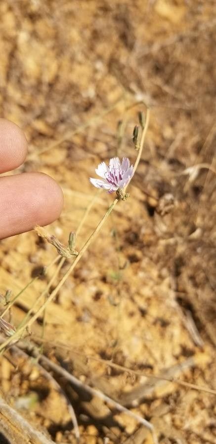 Stephanomeria diegensis — houseplant care guide