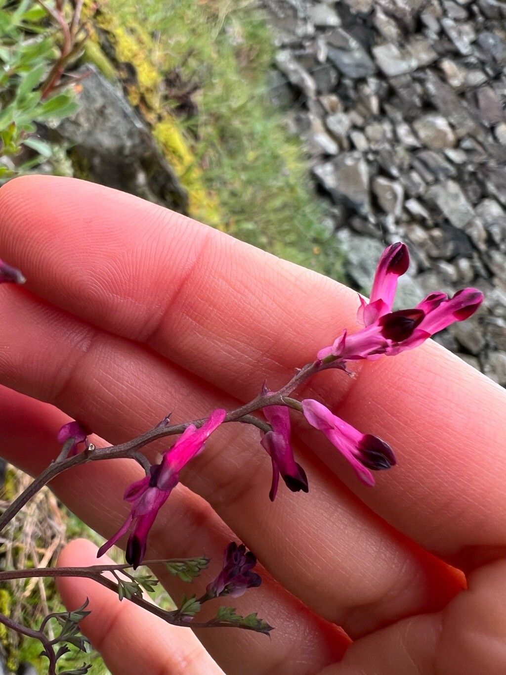Fumaria reuteri flower