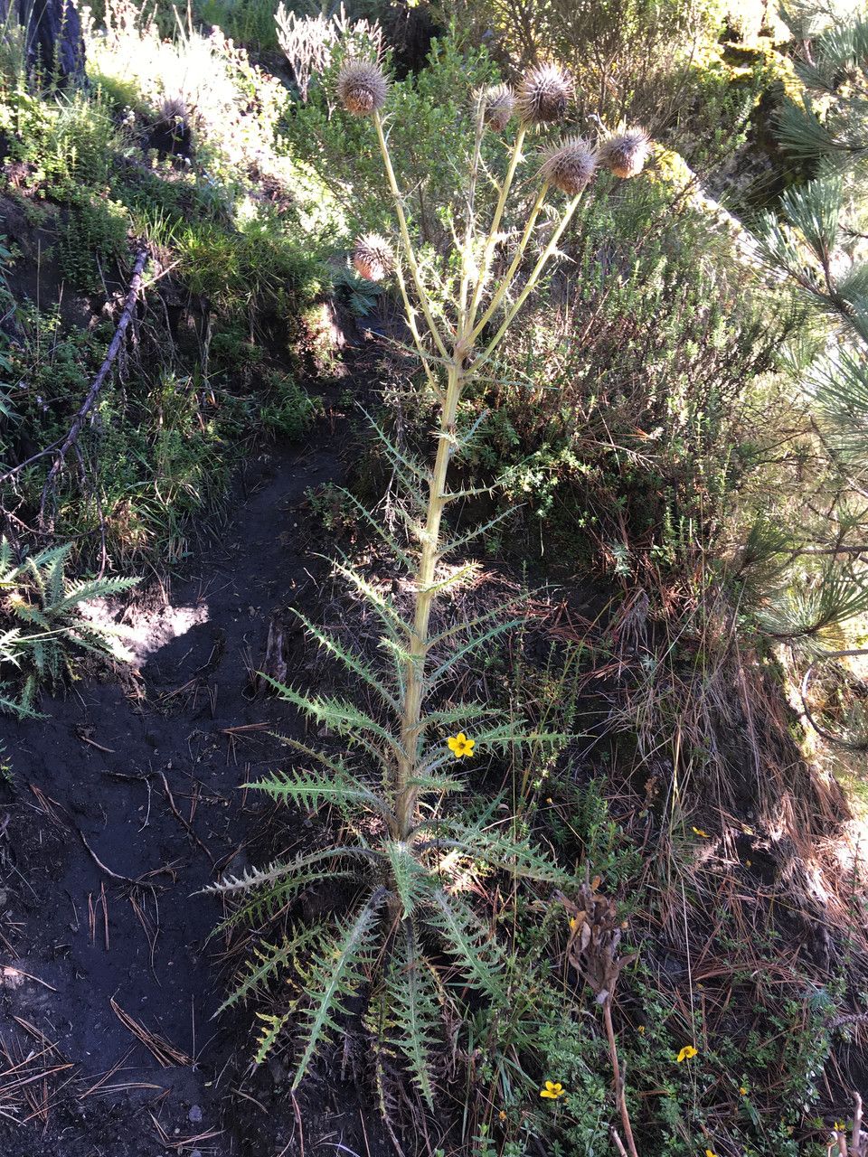 Cirsium jorullense — search result for 'Cirsium'