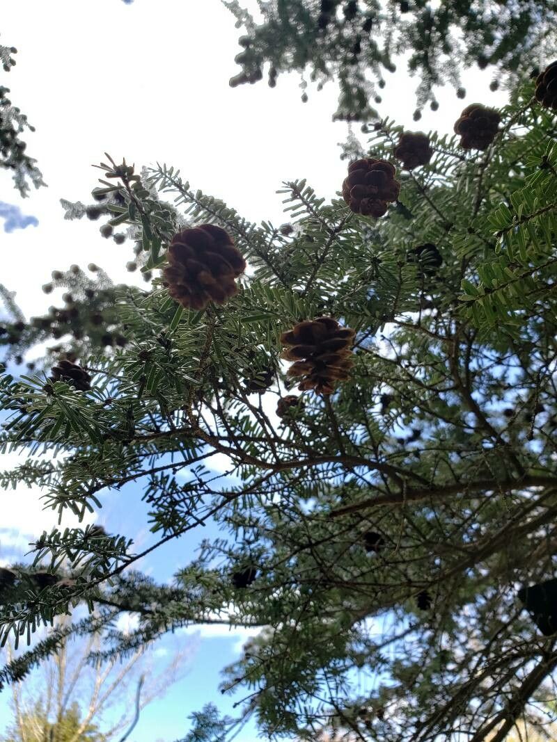 Tsuga sieboldii fruit