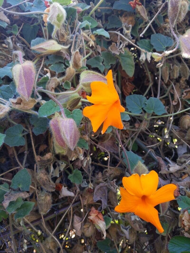Thunbergia gregorii leaf