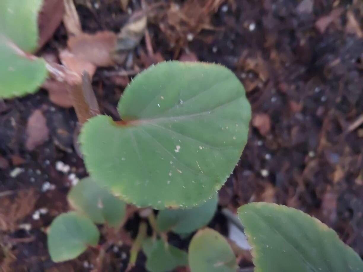 Begonia opuliflora leaf