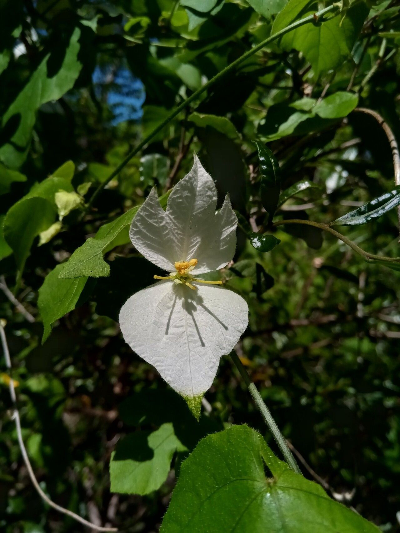 Dalechampia bernieri flower