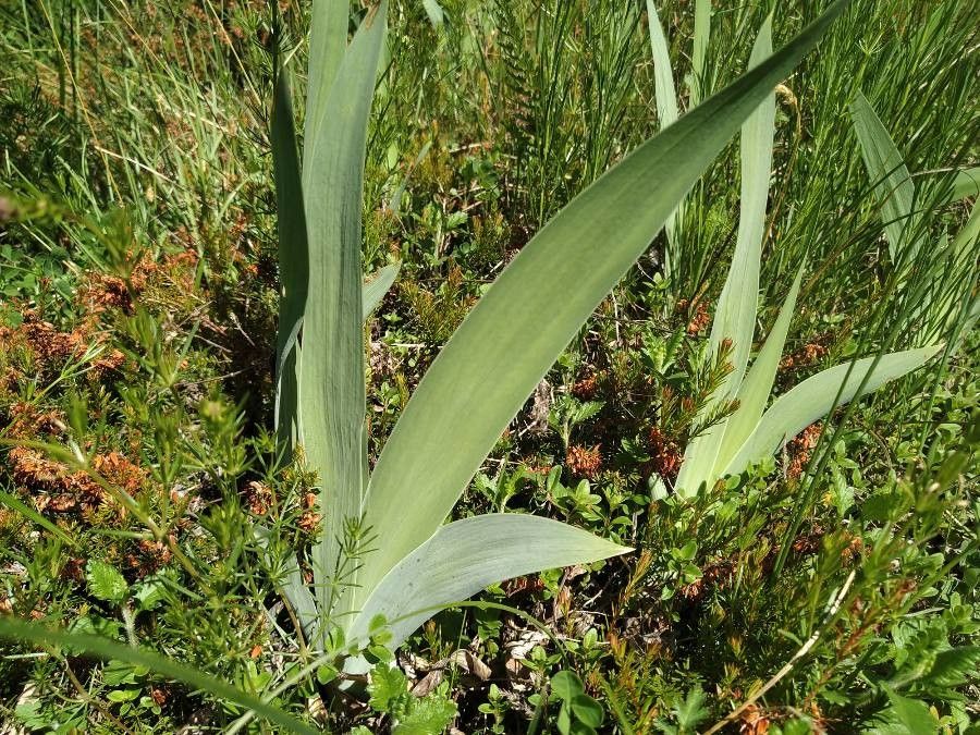 Iris cengialti — search result for 'Slovenia'