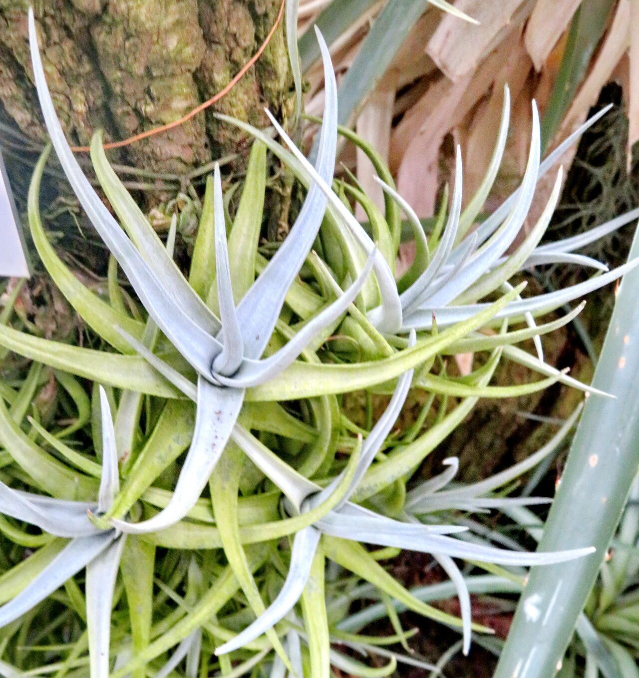 Tillandsia arequitae — houseplant care guide
