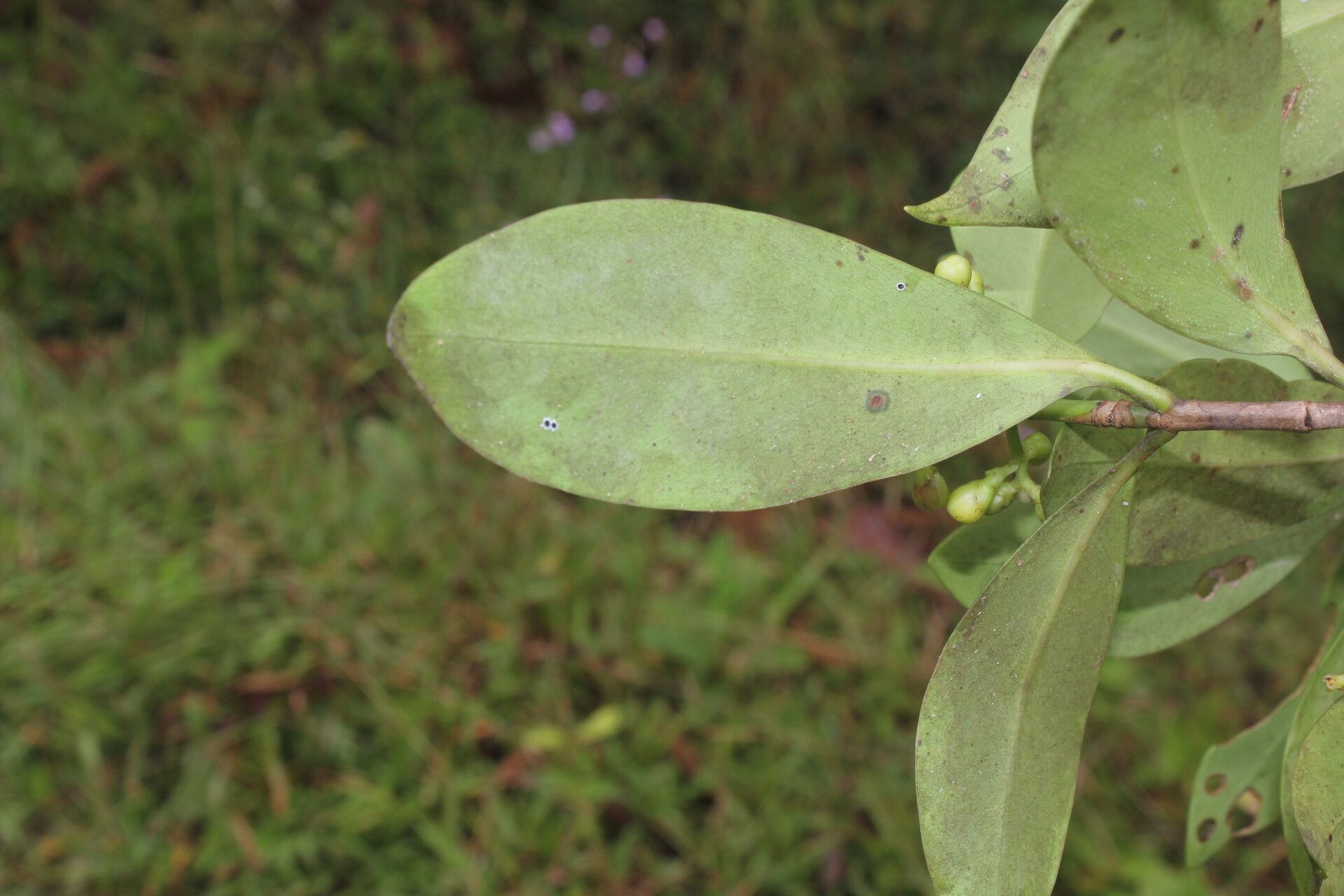 Clusia cylindrica leaf