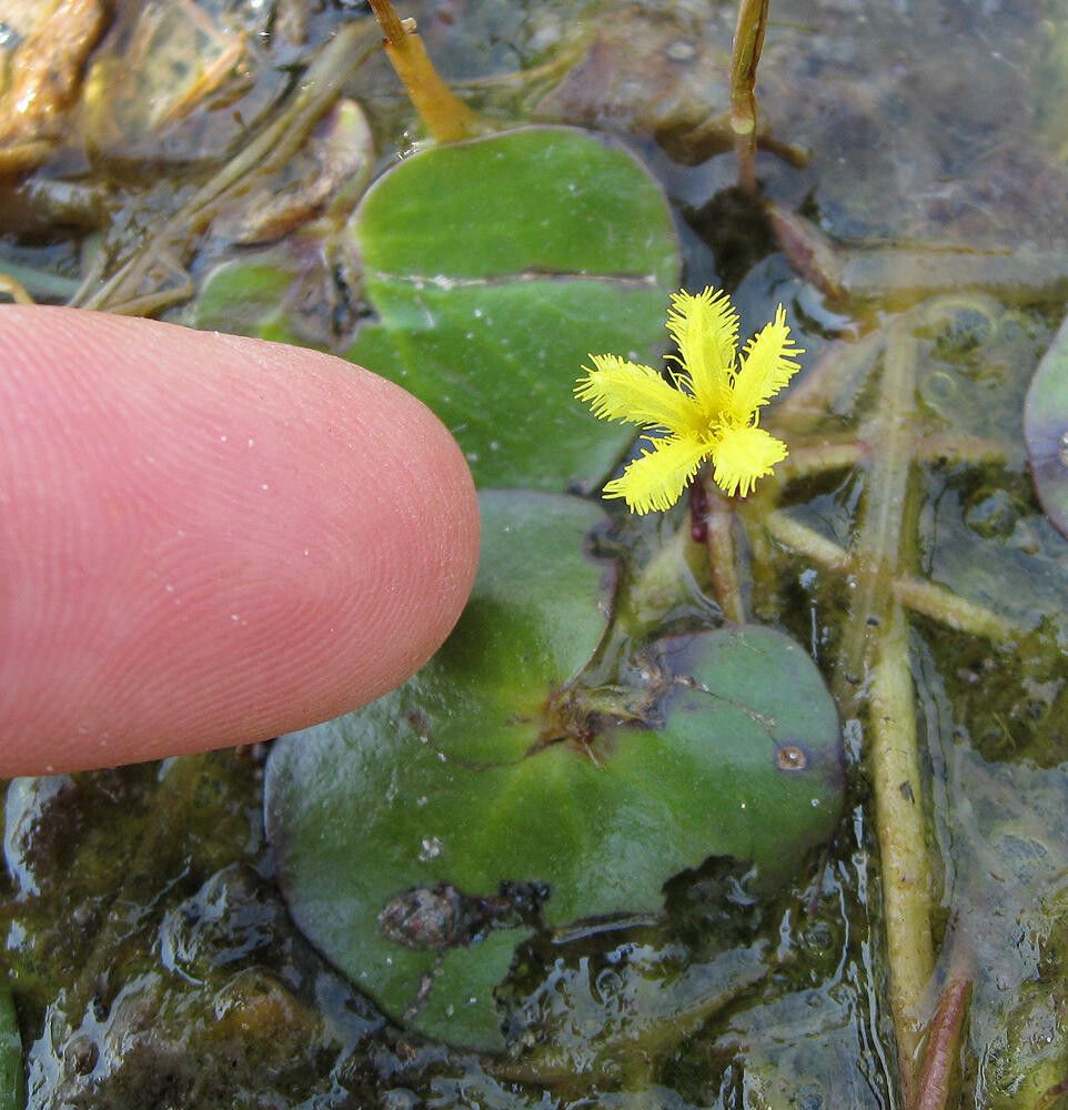 Nymphoides rautanenii flower