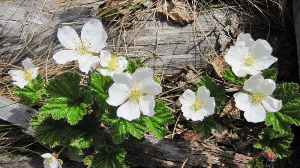 Rubus chamaemorus flower