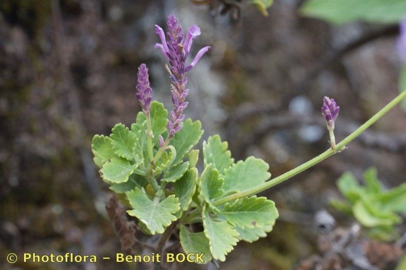 Lavandula rotundifolia habit