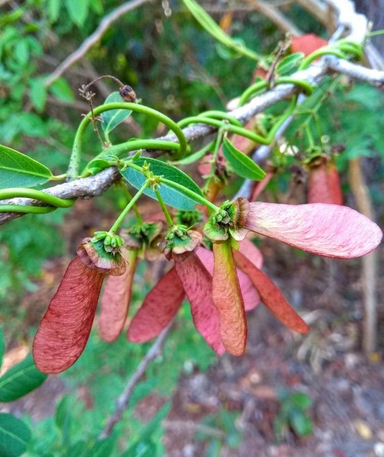 Heteropterys tomentosa — houseplant care guide