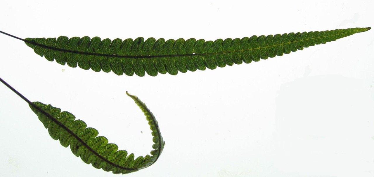 Thelypteris francoana other