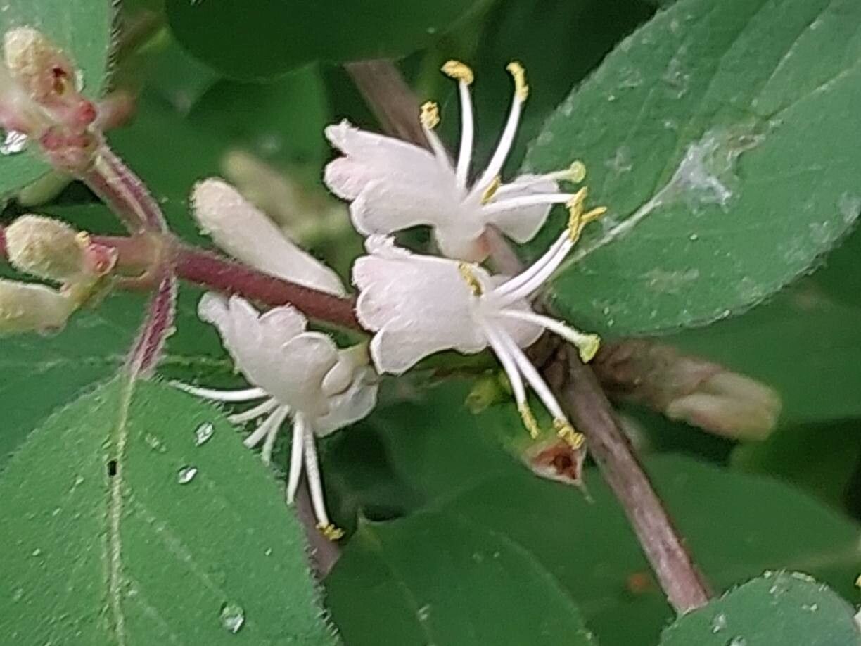 Lonicera nummulariifolia flower