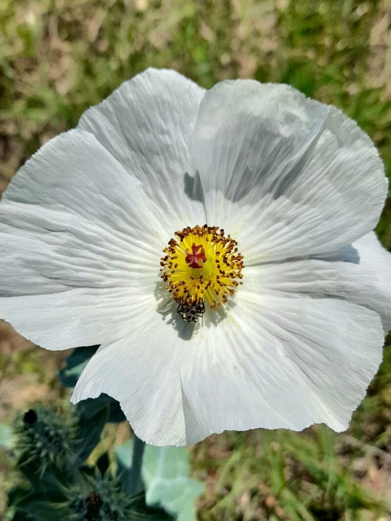 Argemone hunnemannii flower