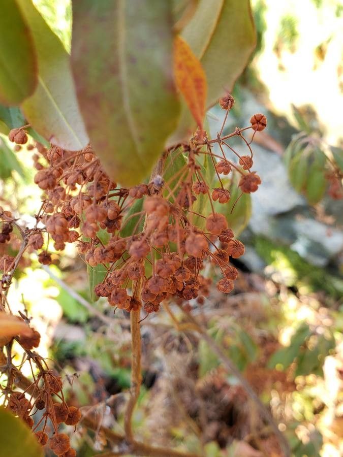 Kalmia angustifolia fruit