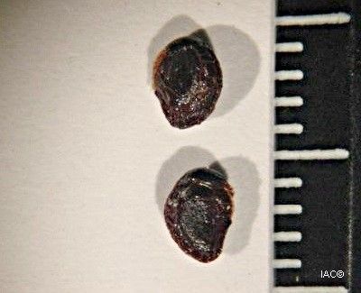 Sarcomelicope glauca other