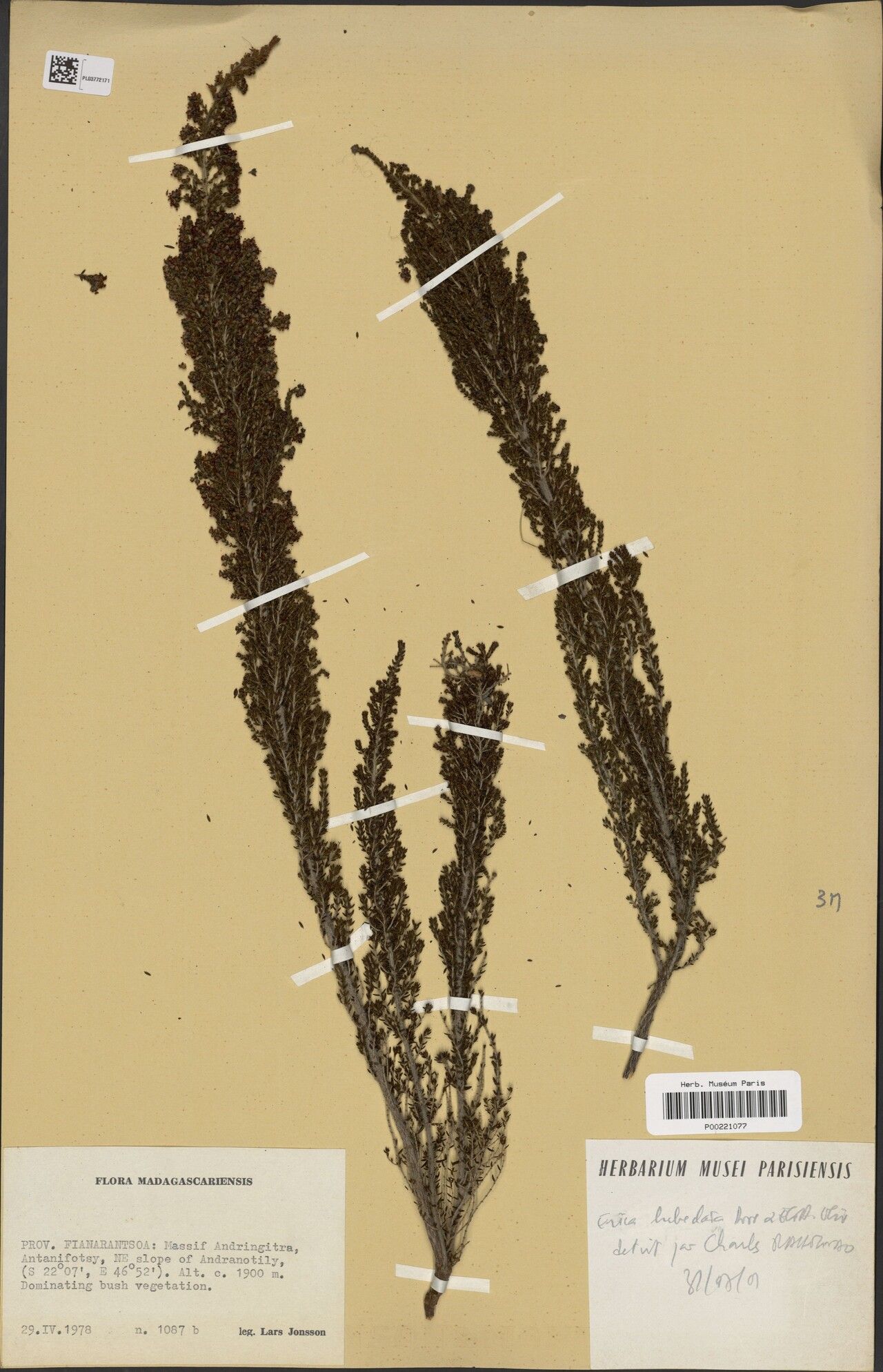 Erica hebeclada — search result for 'Erica'