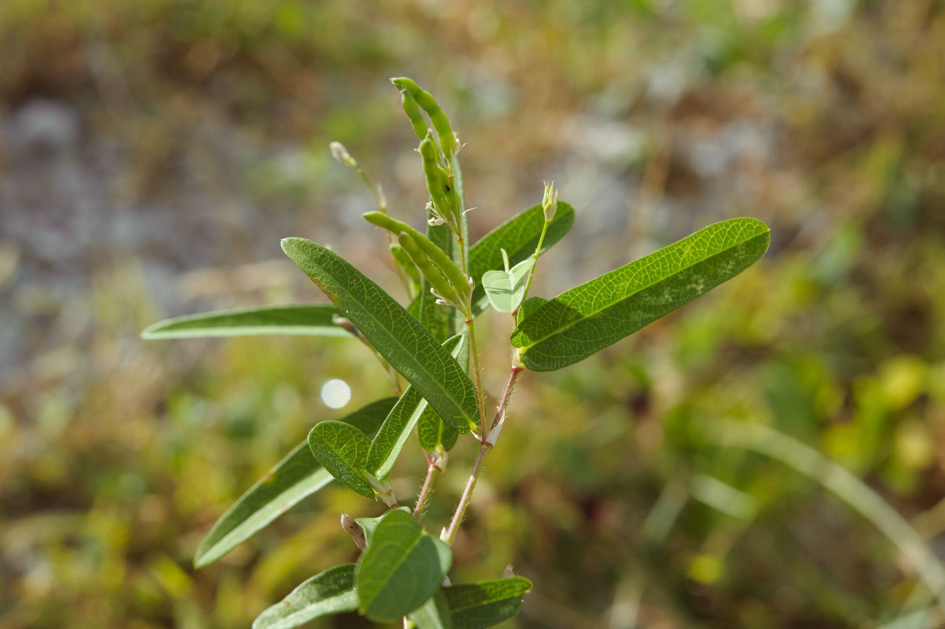 Alysicarpus bupleurifolius leaf