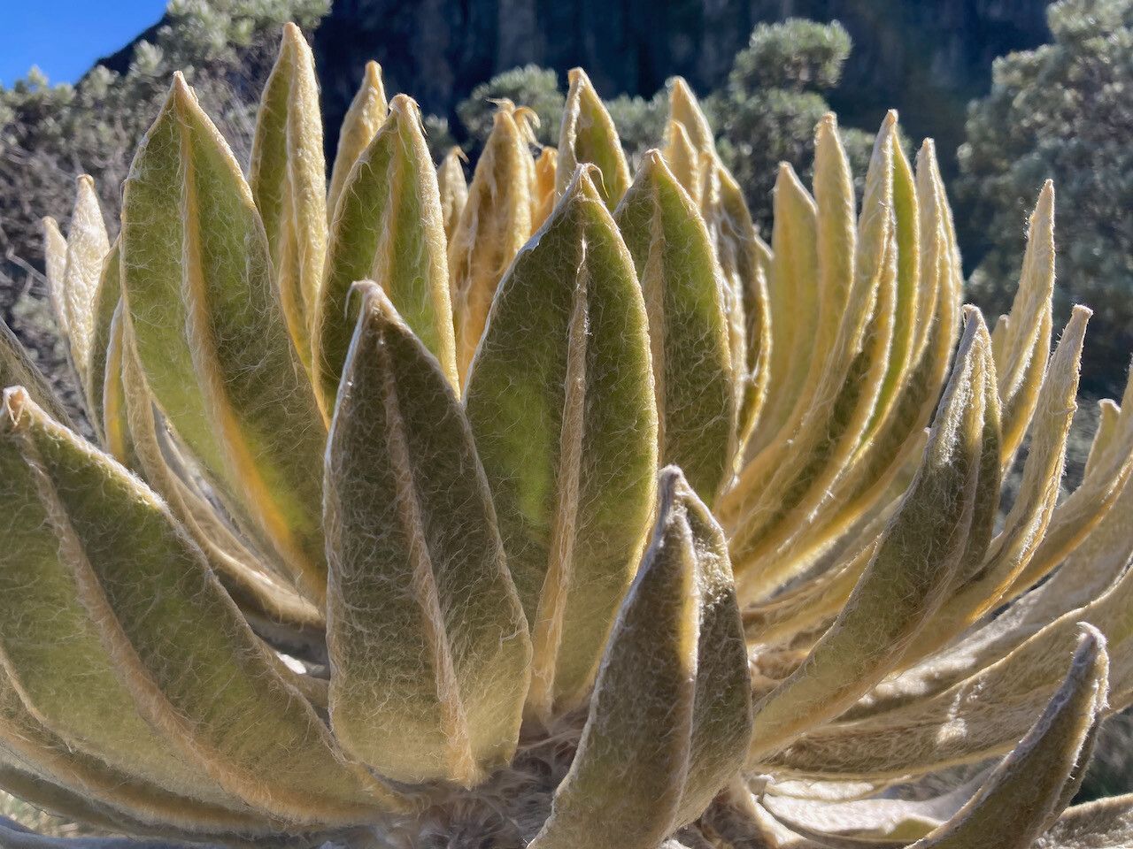 Espeletia hartwegiana leaf