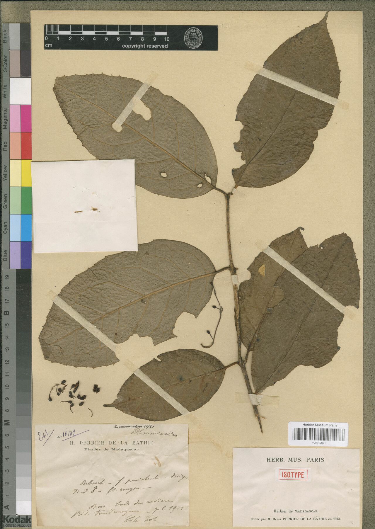 Tambourissa alaticarpa — related species from the same genus