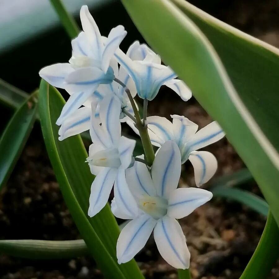 Puschkinia scilloides flower
