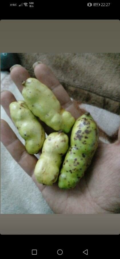 Lardizabala biternata — houseplant care guide