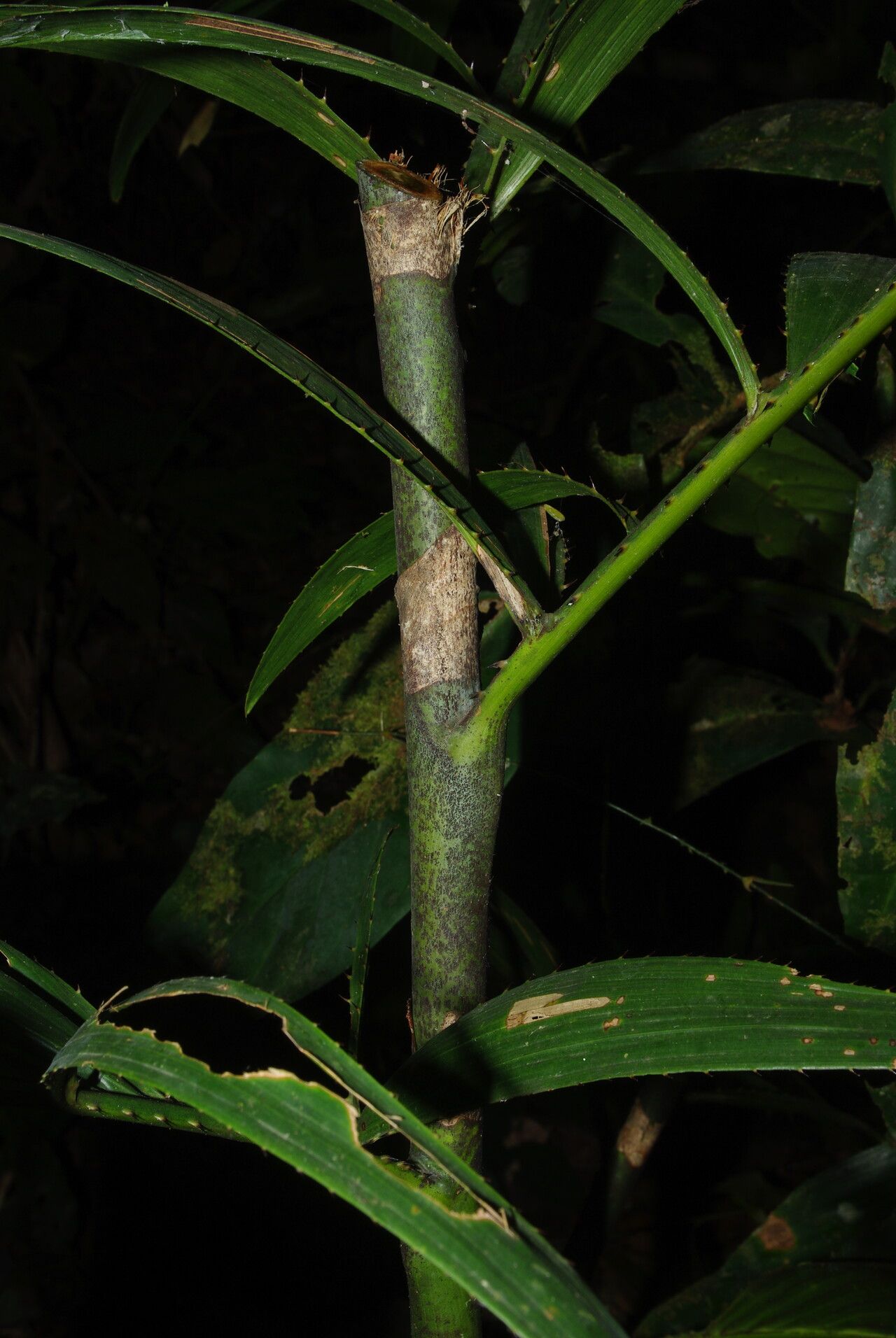 Eremospatha macrocarpa bark